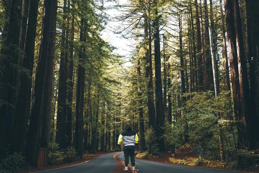 他背对着镜头，站在高耸的红杉之间的小路上。。 