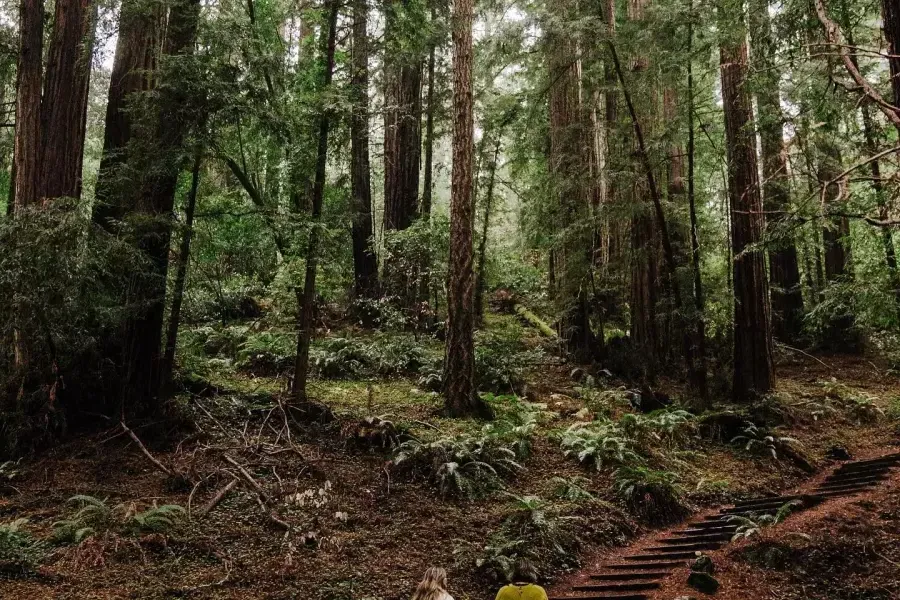 Women walk the trail stairs in Muir Woods.