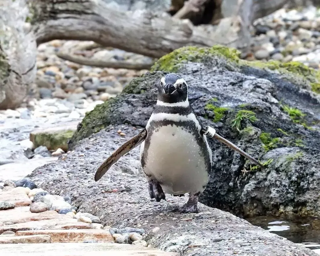 企鹅在贝博体彩app动物园.